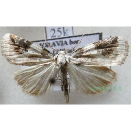 Pseudeustrotia candidula (Denis & Schiffermüller, 1775) Pominka jaśnica Czech25k